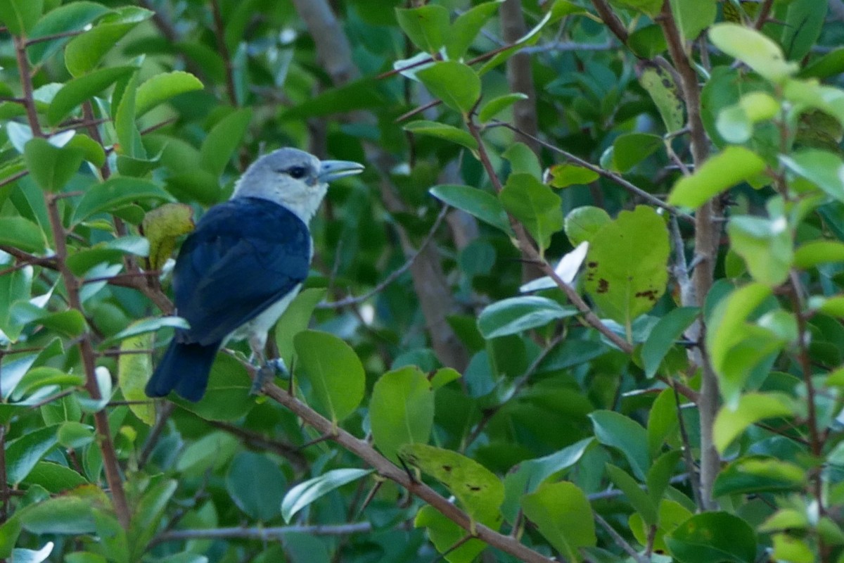 White-headed Vanga - ML350014051