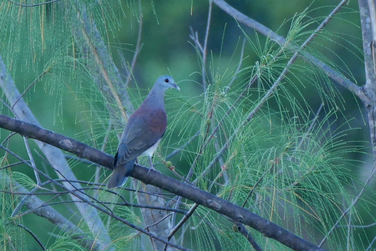 Malagasy Turtle-Dove - ML350014111