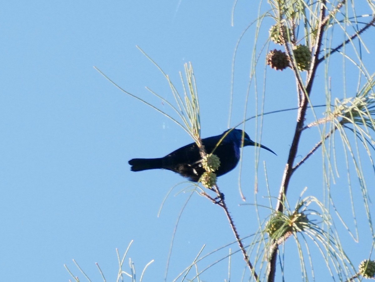 Stahlnektarvogel - ML350014201