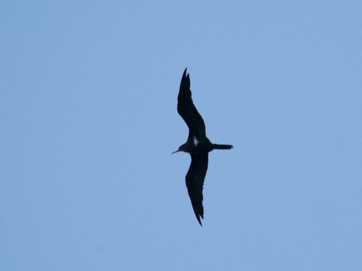 Lesser Frigatebird - ML350014821