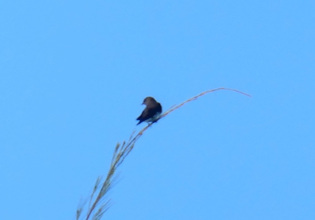 Golondrina de las Mascareñas - ML350015201