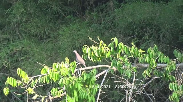 Pale-vented Pigeon - ML350015411