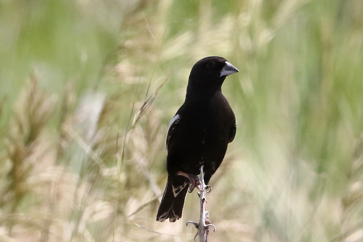 Lark Bunting - Mark Chavez