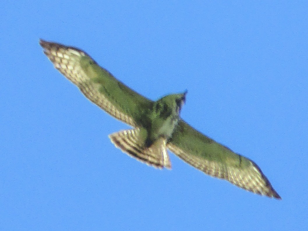 Broad-winged Hawk - ML350016541