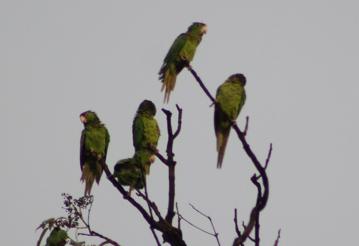 Pacific Parakeet - Mario Trejo