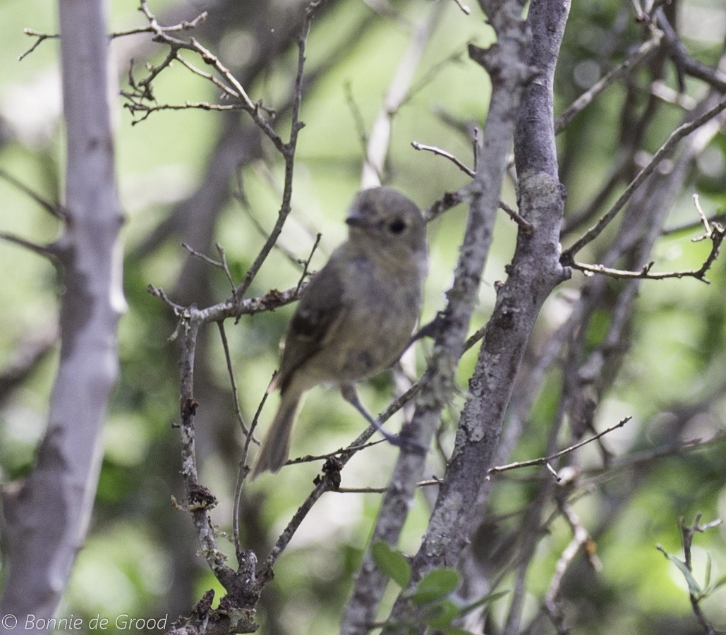 Hutton's Vireo - ML350020341