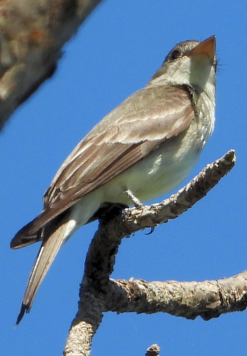 Eastern Wood-Pewee - ML350021351