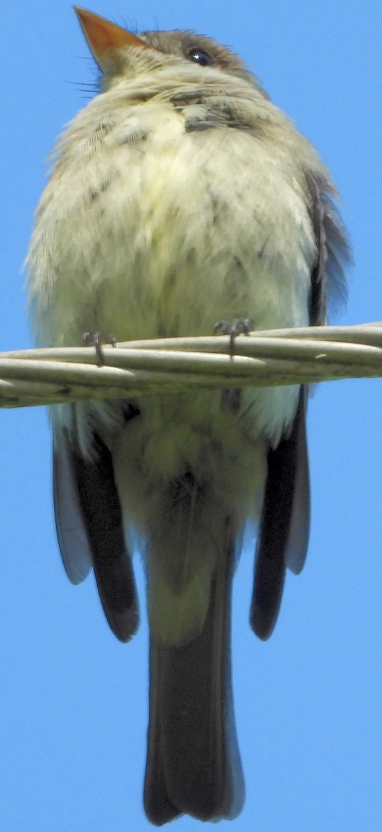 Eastern Wood-Pewee - ML350022251