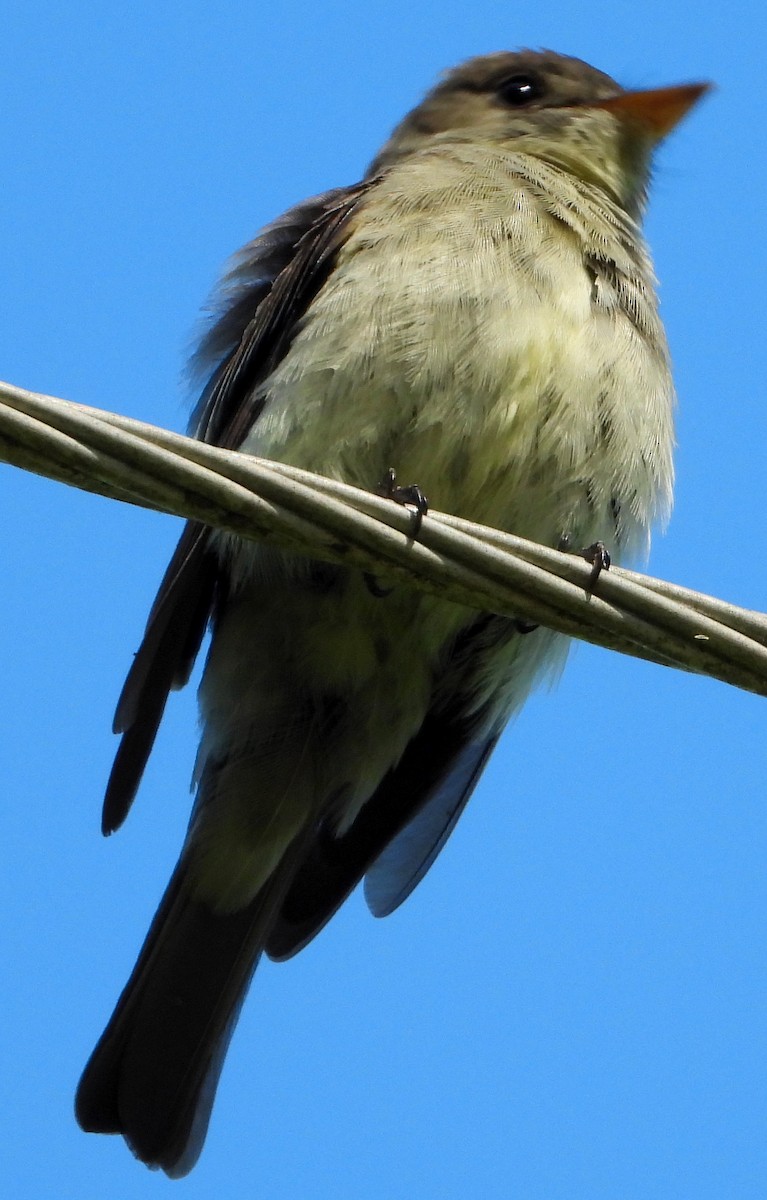 Eastern Wood-Pewee - ML350022451