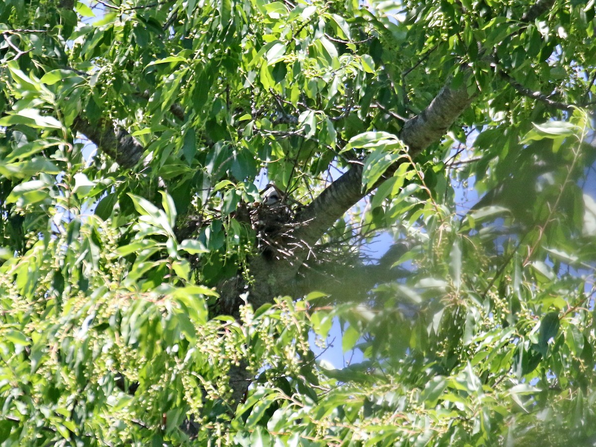 Mississippi Kite - Stephen Mirick