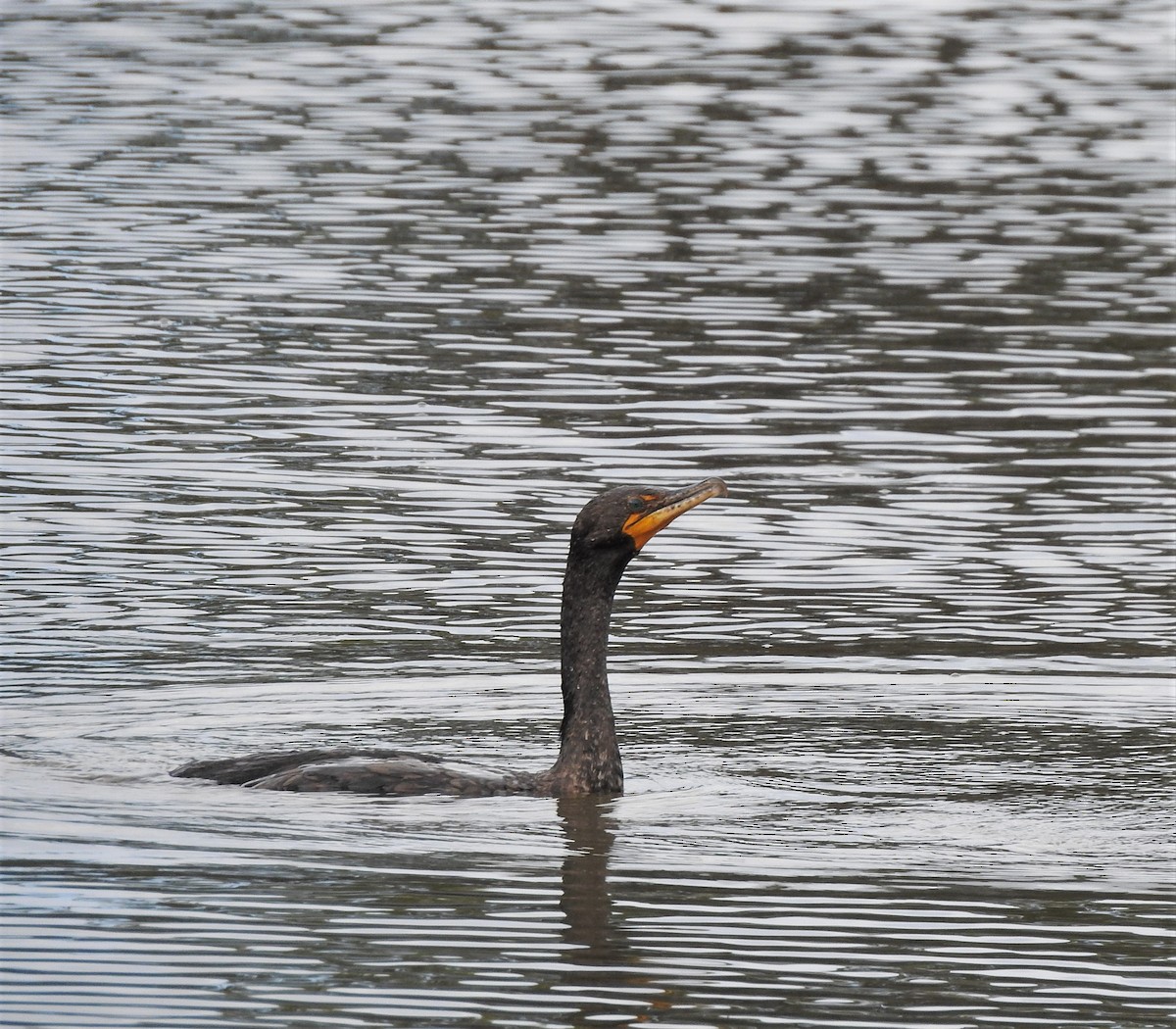 Double-crested Cormorant - T B