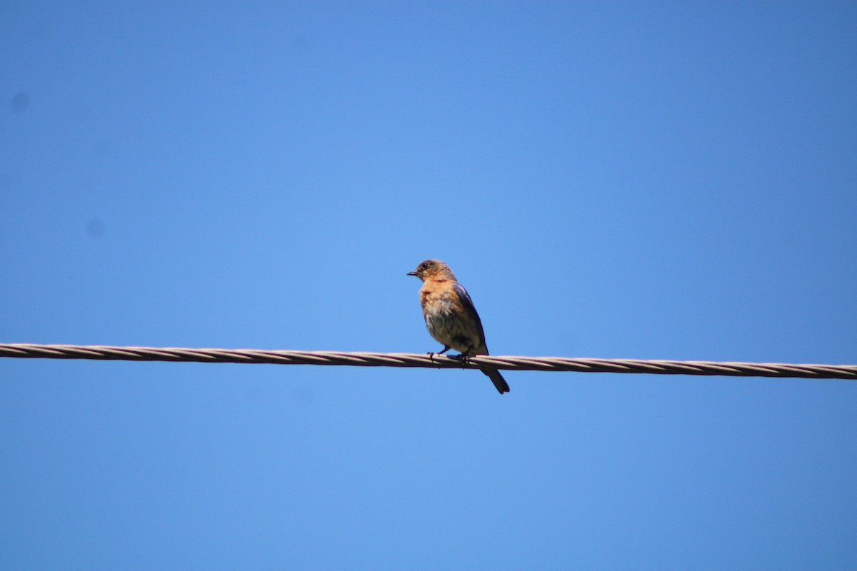 Eastern Bluebird - ML350026421