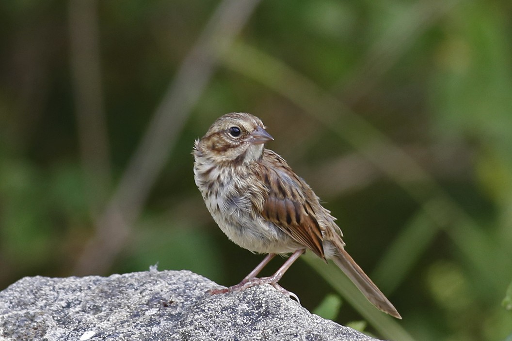 Song Sparrow - ML35002701