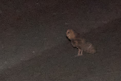 American Barn Owl - ML350028591