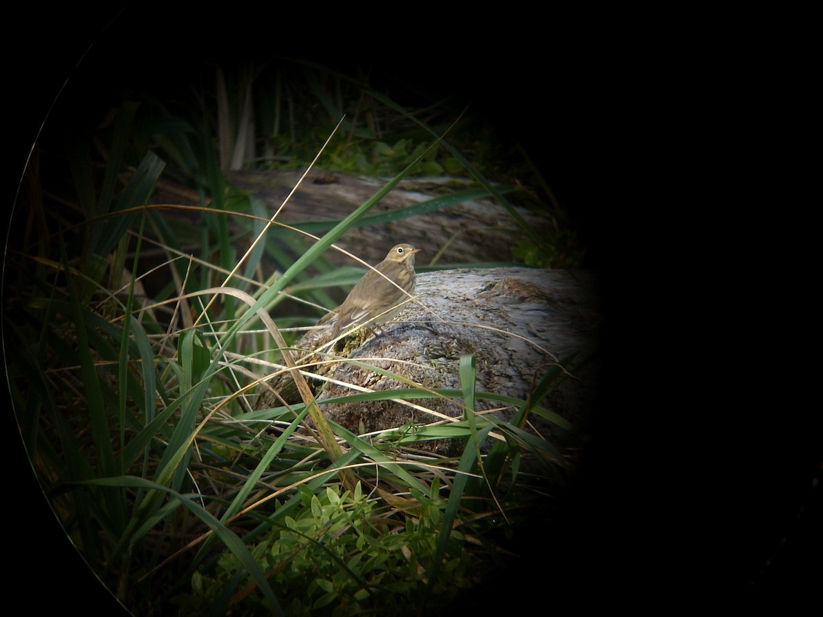 American Pipit - ML350028681