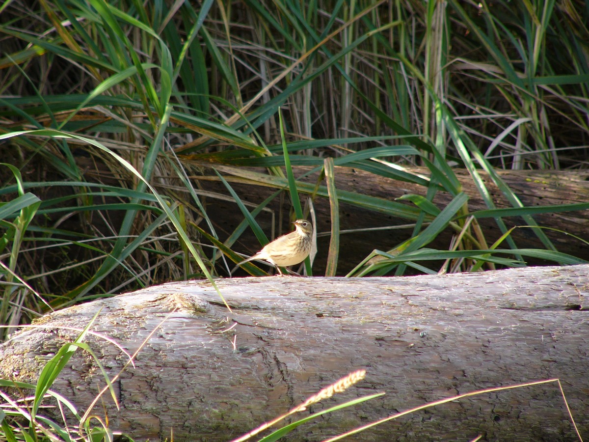 American Pipit - ML350028701