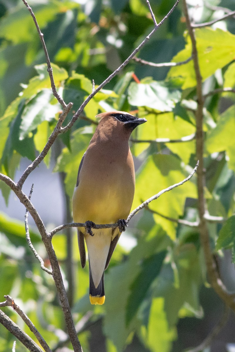 Cedar Waxwing - ML350029181