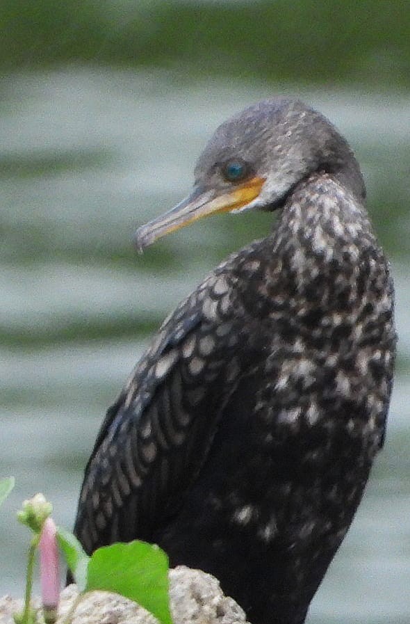 Indian Cormorant - ML350029361