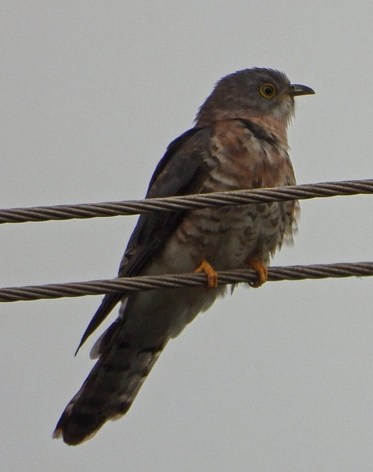 Common Hawk-Cuckoo - ML350029461