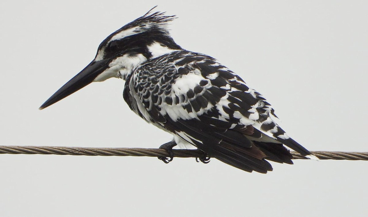 Pied Kingfisher - ML350029571