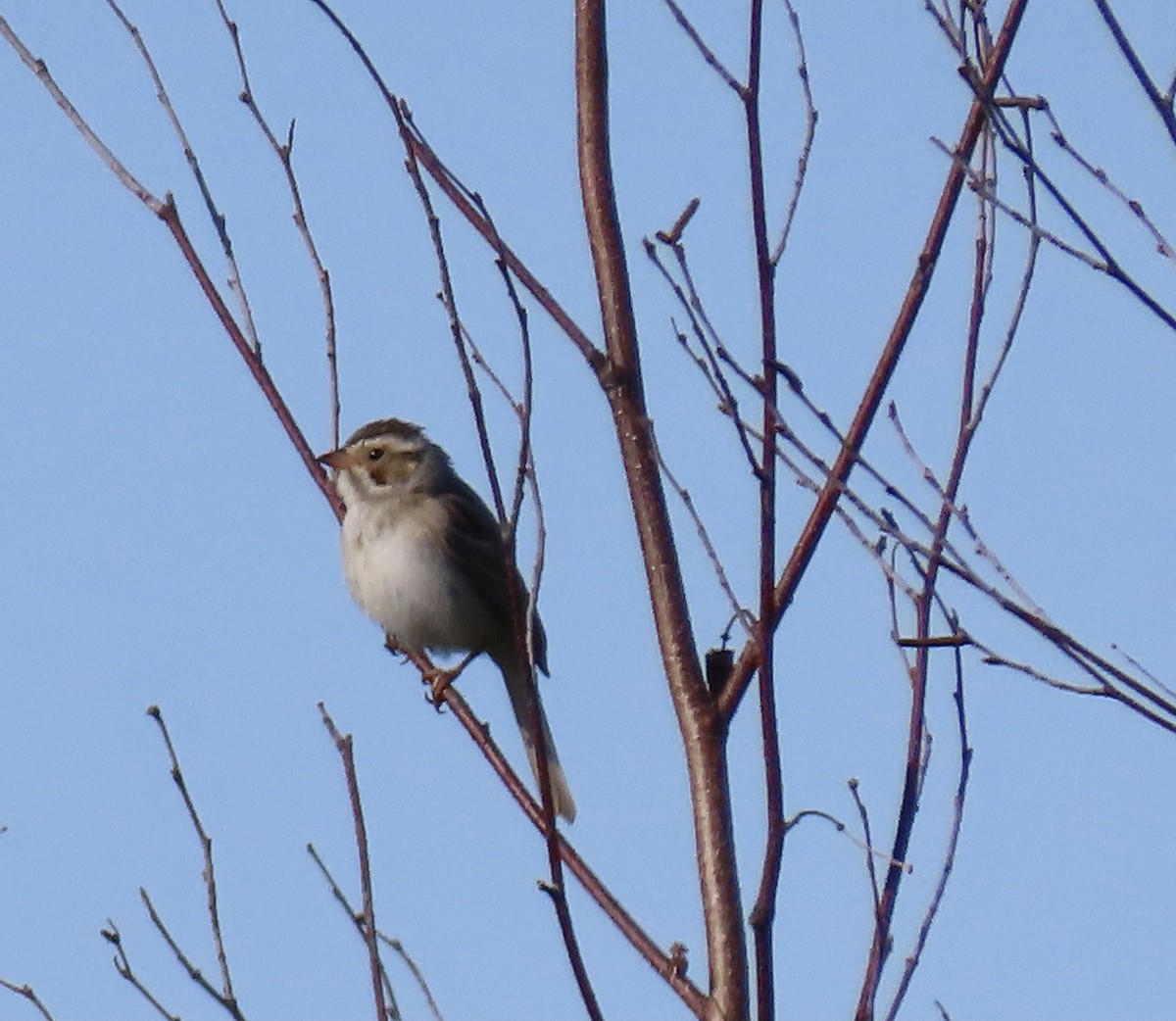 Clay-colored Sparrow - ML350029701