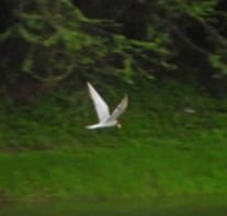 River Tern - ML350029711