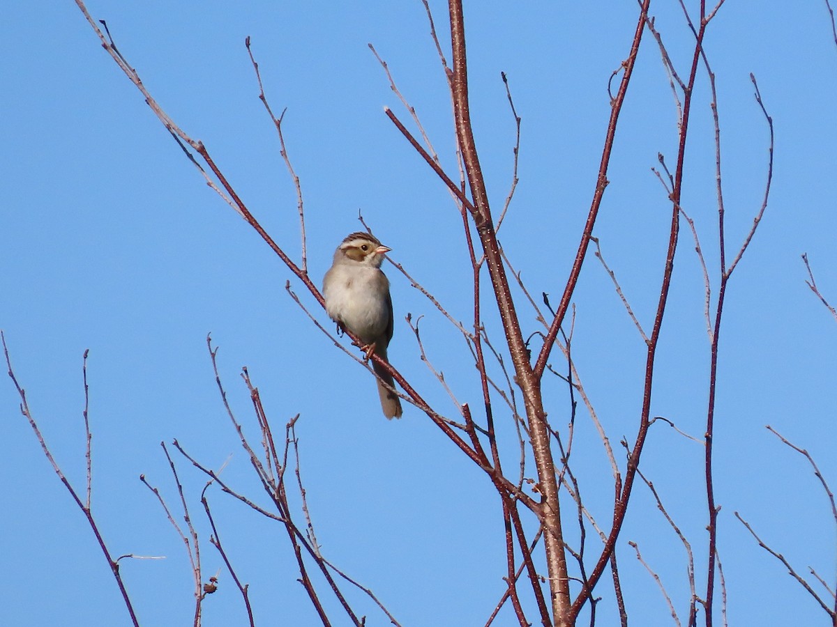 Clay-colored Sparrow - ML350029721