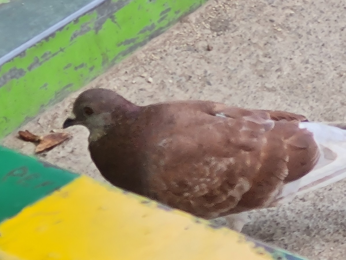 Rock Pigeon (Feral Pigeon) - ML350031301