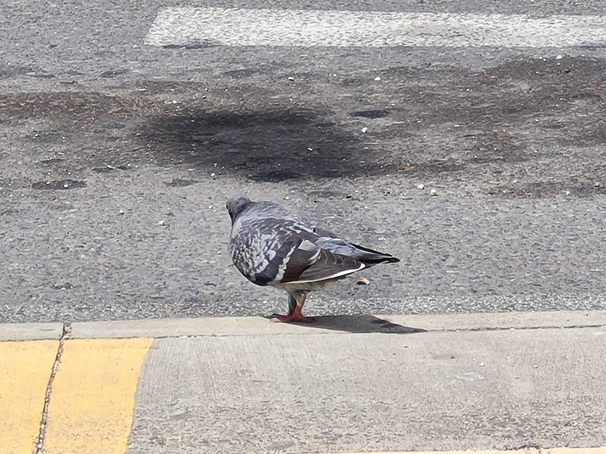 Rock Pigeon (Feral Pigeon) - ML350031411