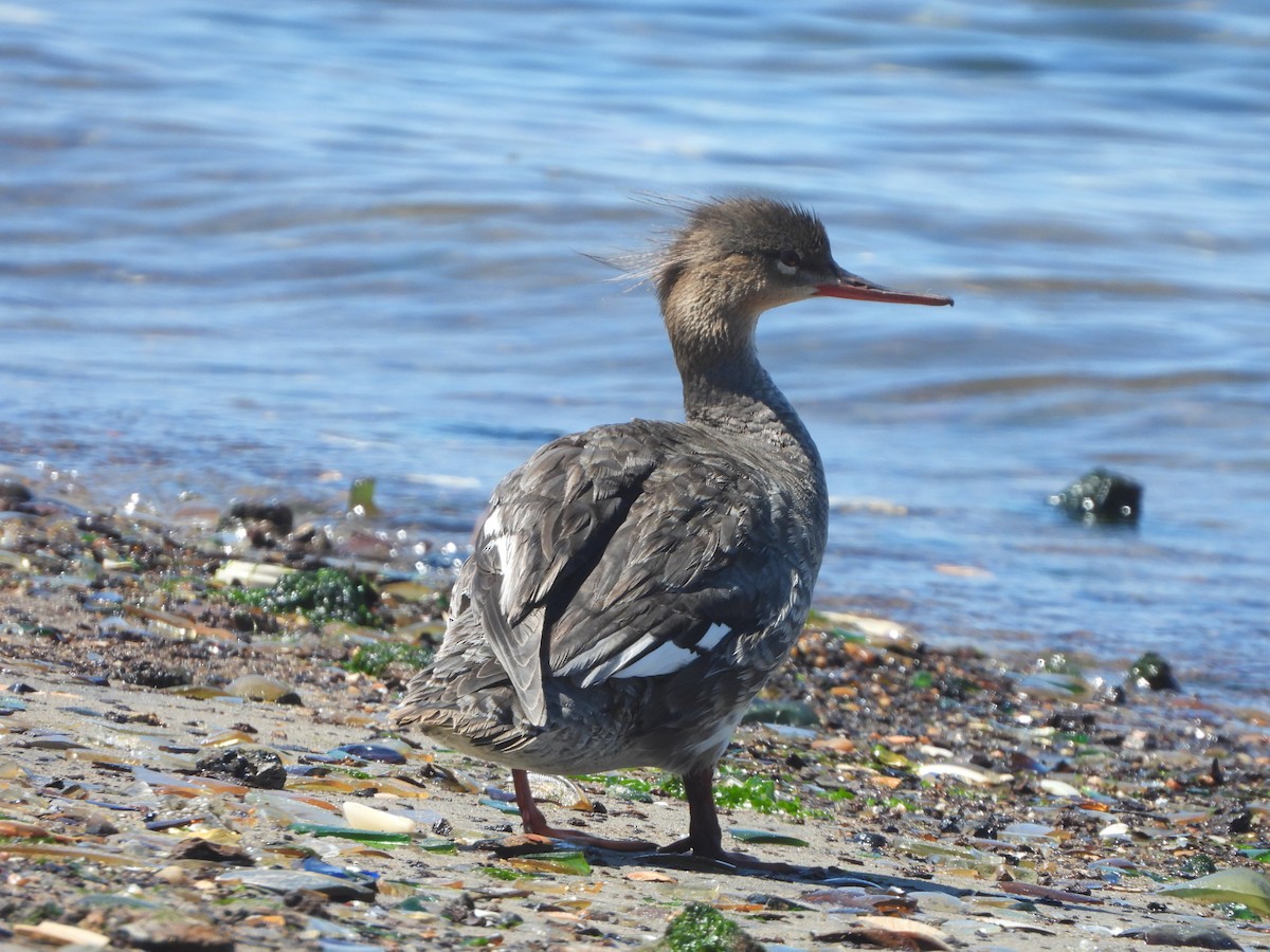 Сэвгэр бохио - ML350031951