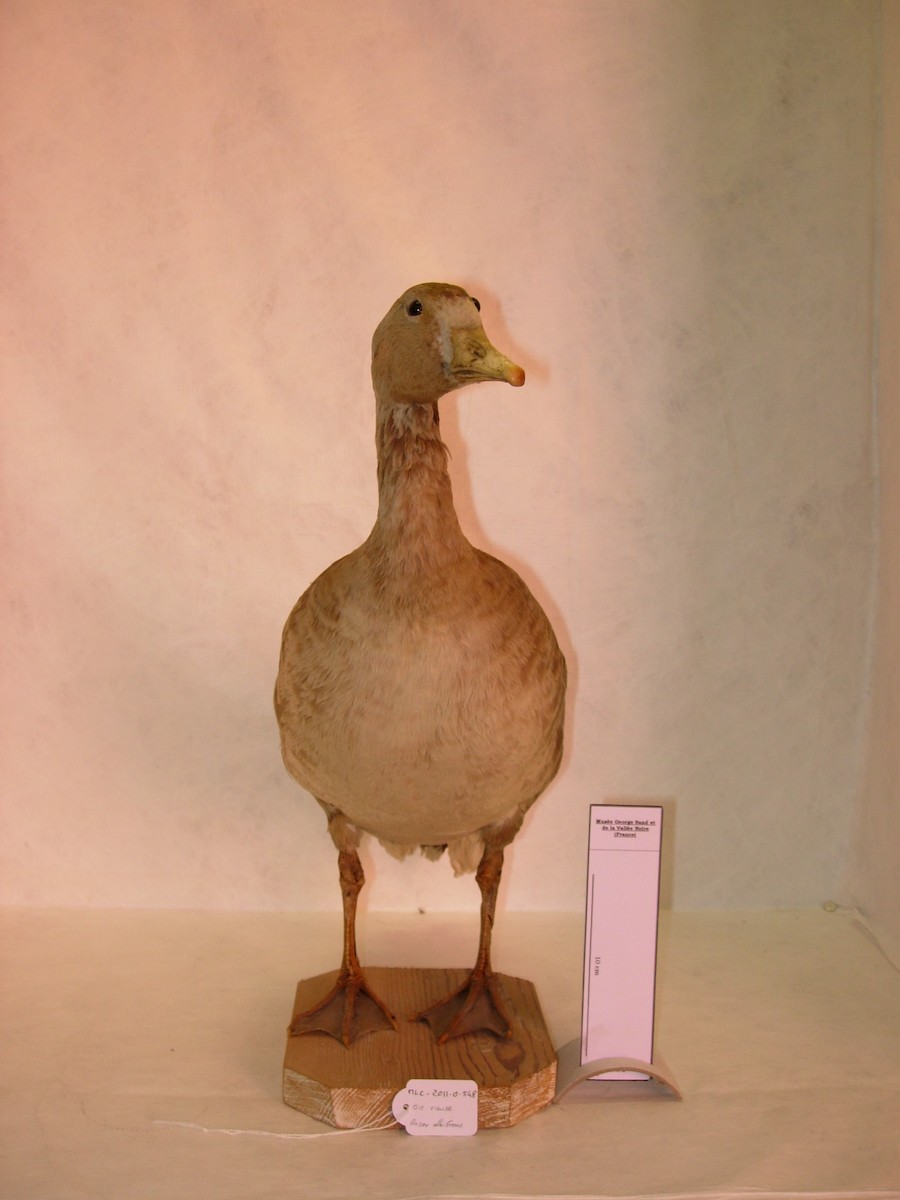 Greater White-fronted Goose - Louis Antoine François Baillon