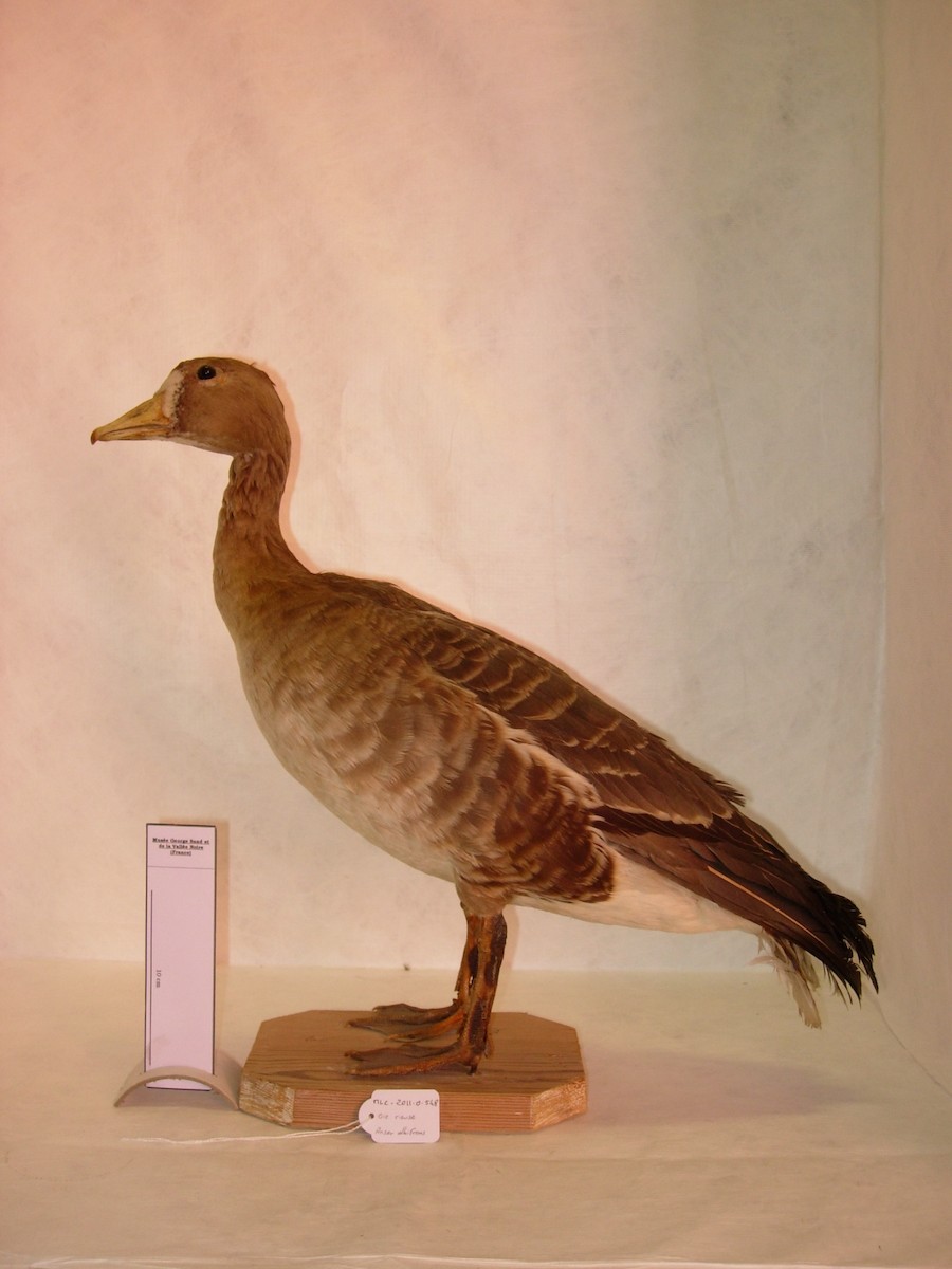 Greater White-fronted Goose - Louis Antoine François Baillon