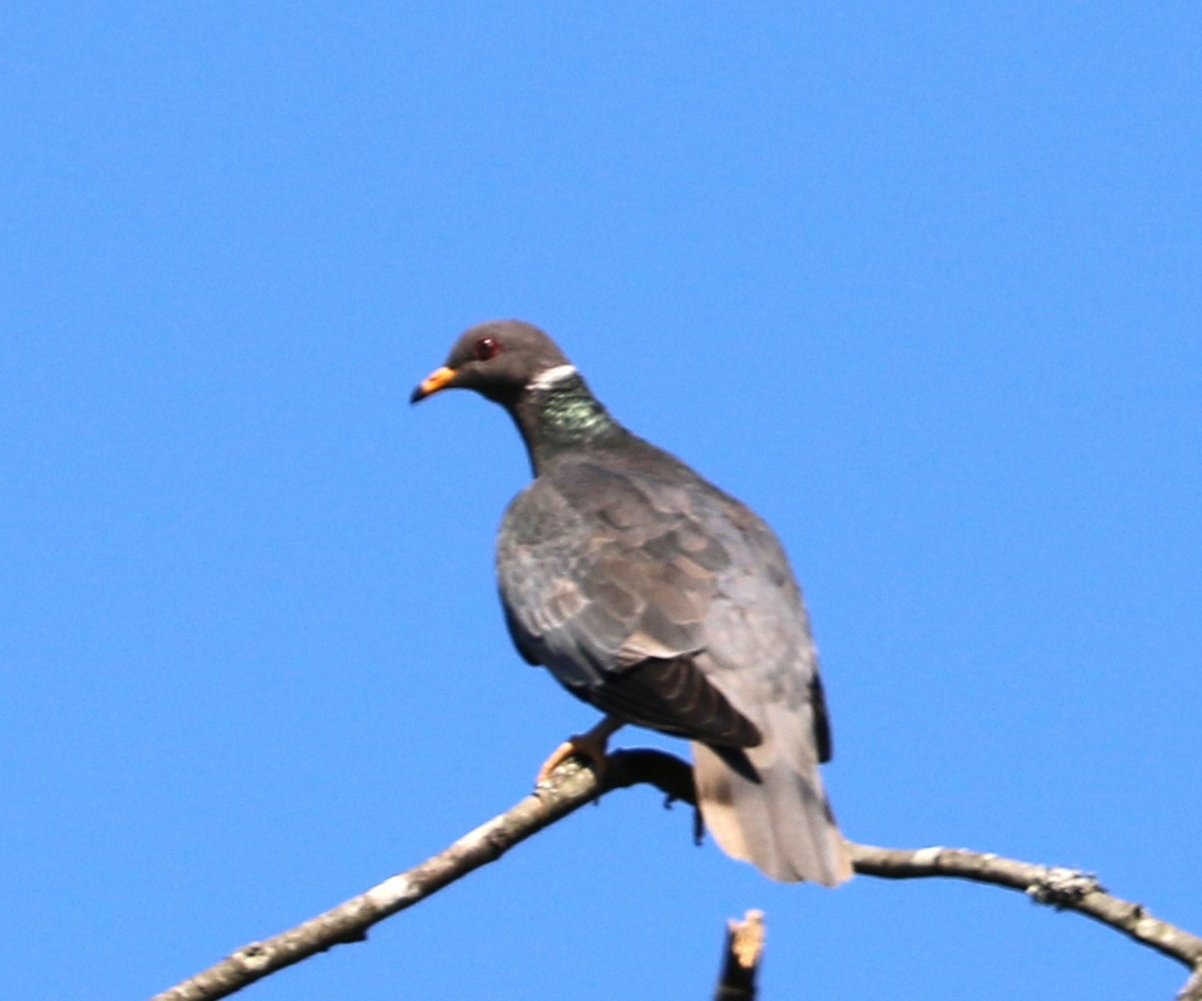 Band-tailed Pigeon - ML350033461