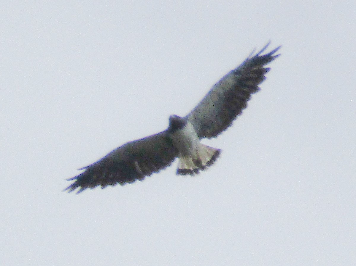 White-tailed Hawk - ML350033701