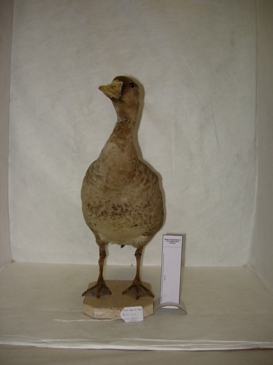 Greater White-fronted Goose - Louis Antoine François Baillon