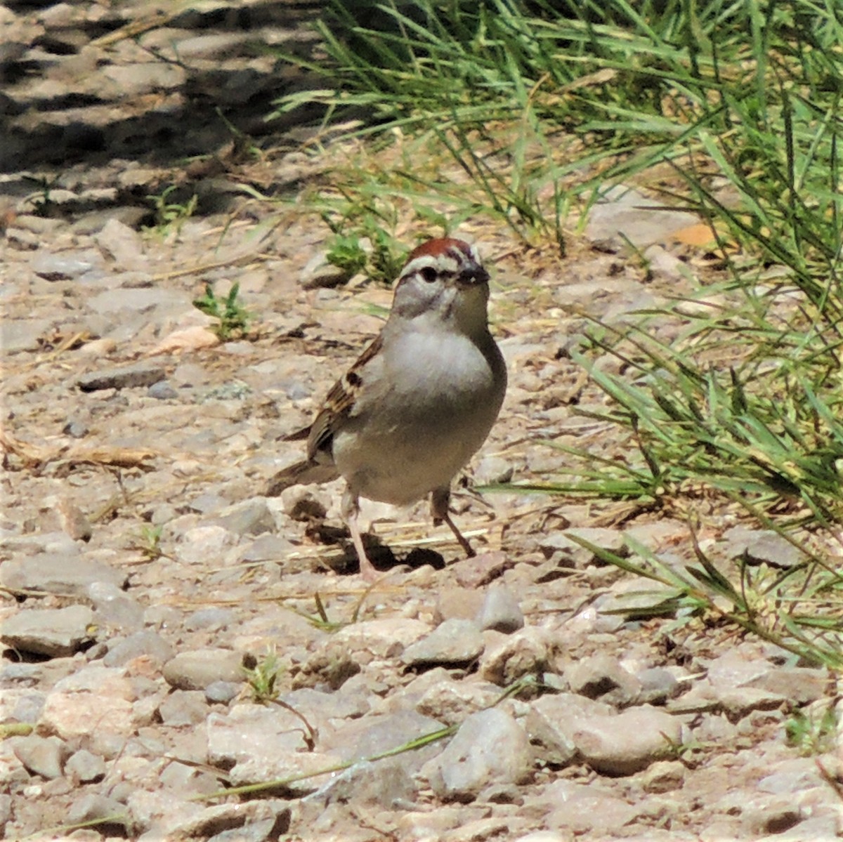 Chipping Sparrow - ML350035671