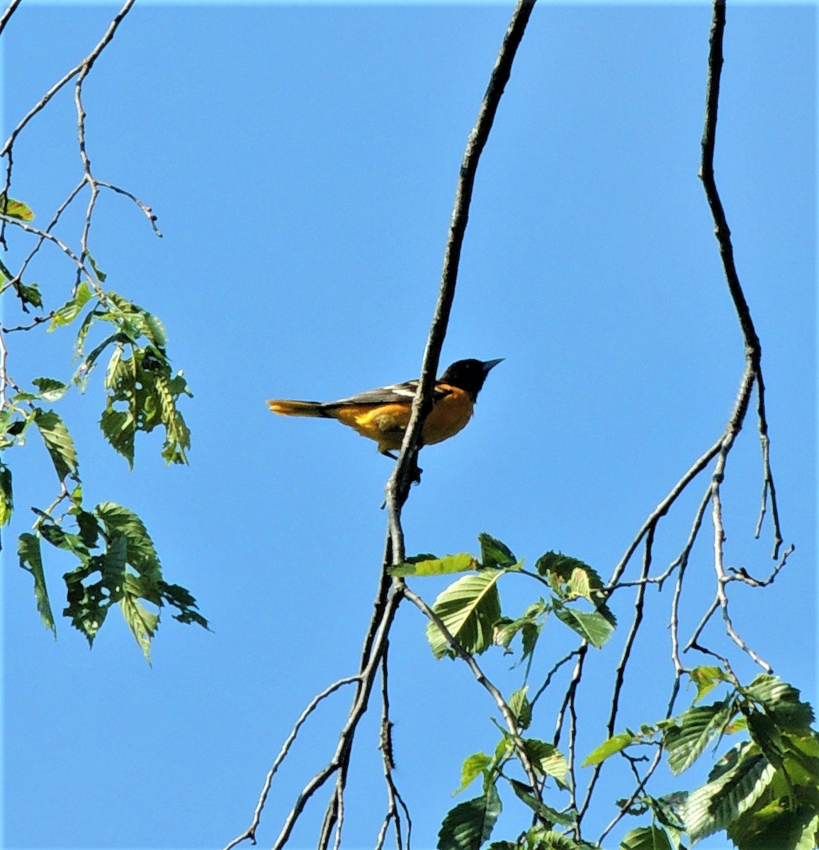 Baltimore Oriole - Marie Shoup