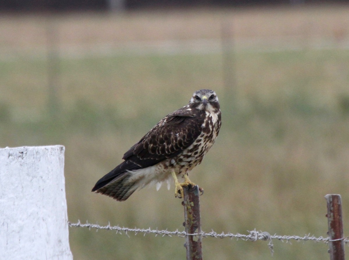 Swainson's Hawk - ML35003641