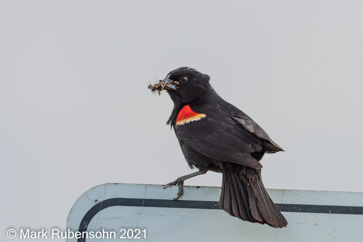Red-winged Blackbird - ML350036731