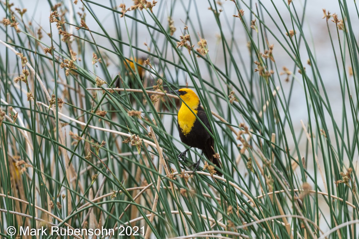 Yellow-headed Blackbird - ML350036781