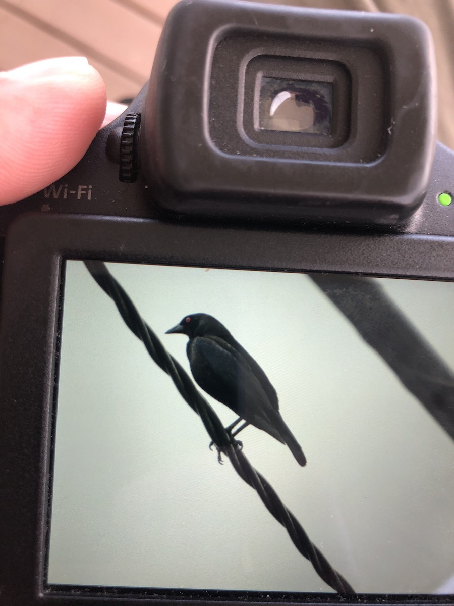 Bronzed Cowbird - Ed Wallace