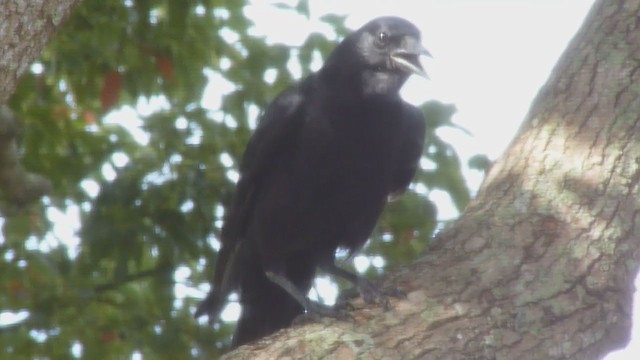 American Crow - ML350037371