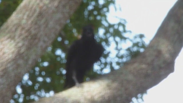 American Crow - ML350037571