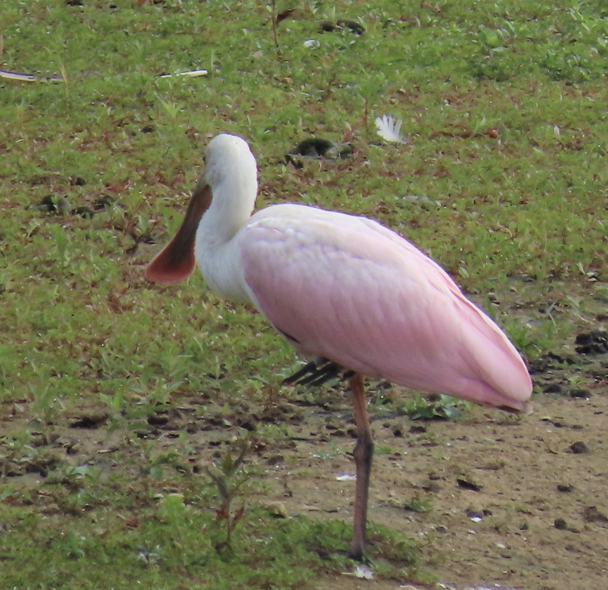 Roseate Spoonbill - ML350039511