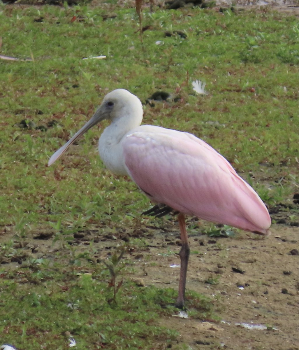 Roseate Spoonbill - ML350039521