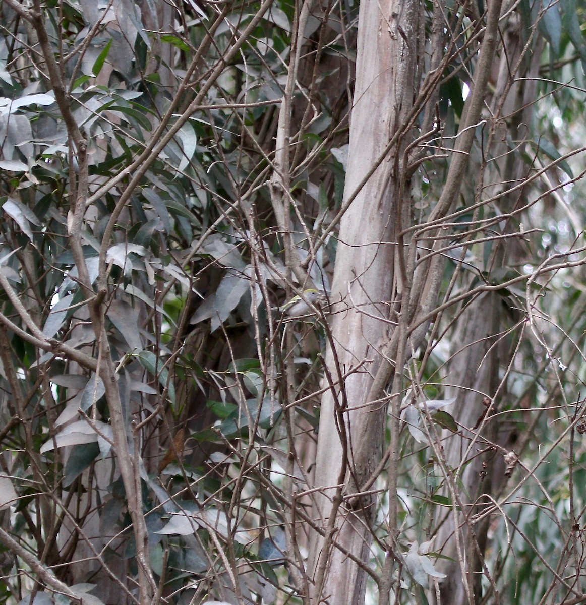 Chestnut-sided Warbler - Rick Fournier