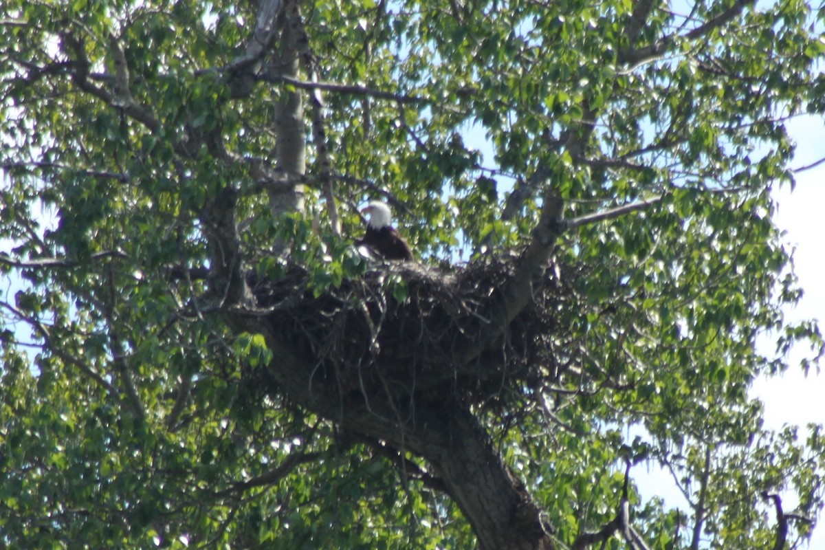 Bald Eagle - ML350040121