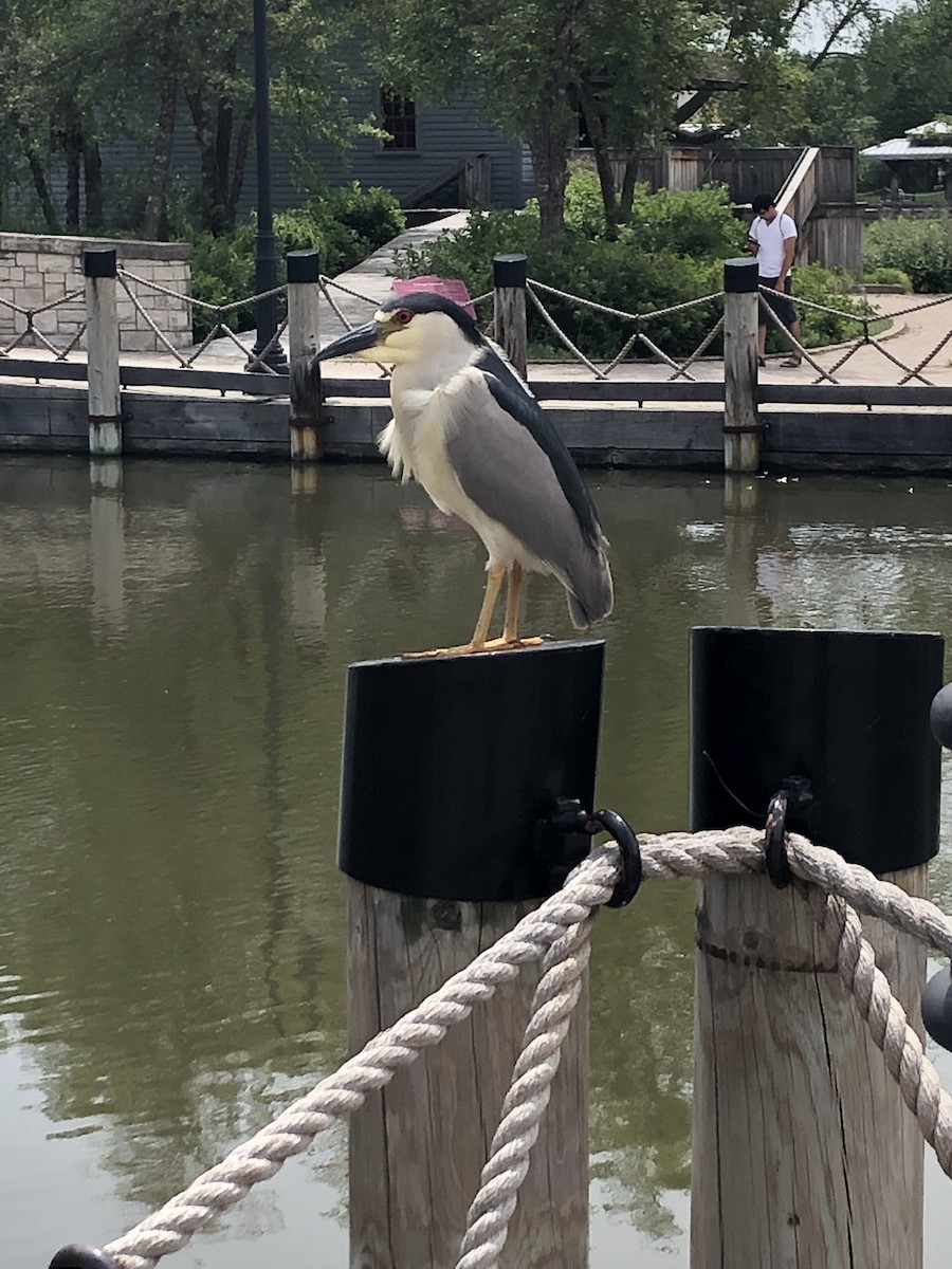 Black-crowned Night Heron - ML350041141