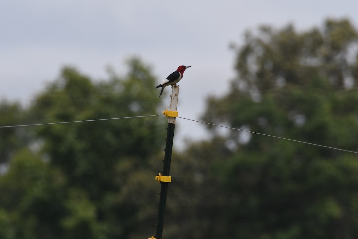 Red-headed Woodpecker - ML350042881
