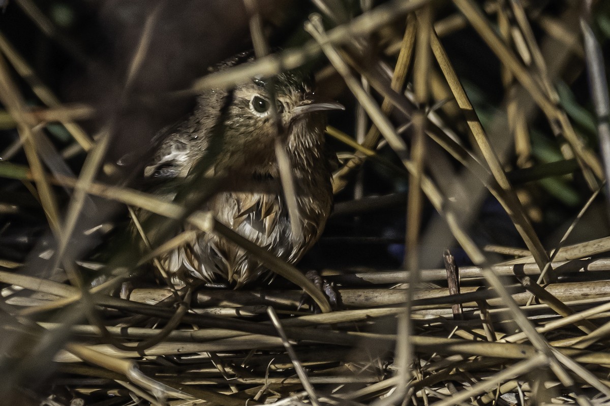 House Wren - Amed Hernández